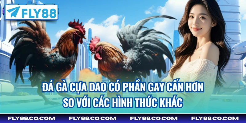 Đá gà cựa dao có phần gay cấn hơn so với các hình thức khác